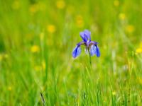 Schwertlilie oder Iris blau